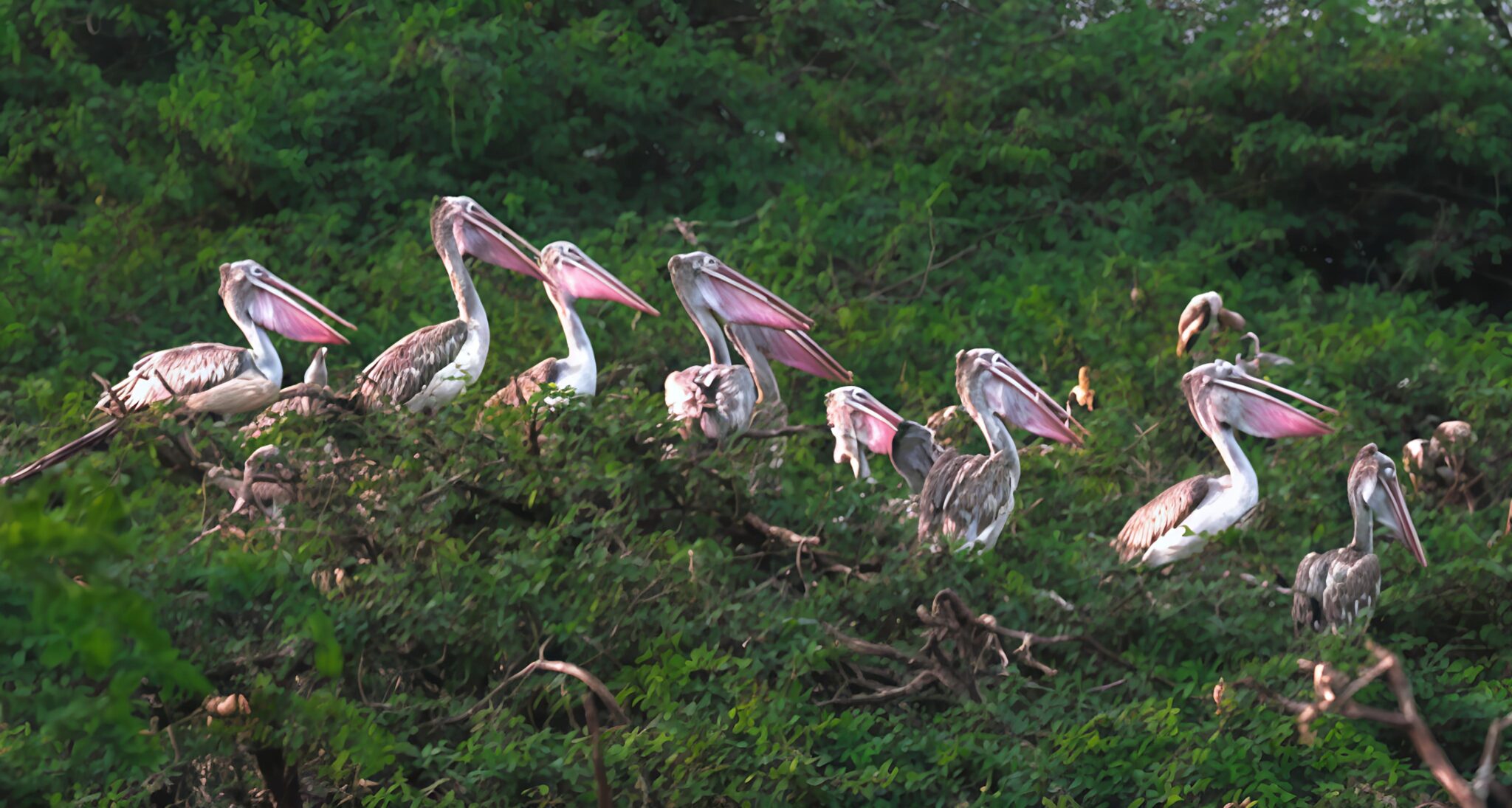Uppalapadu bird habitat to be declared as conservation reserve